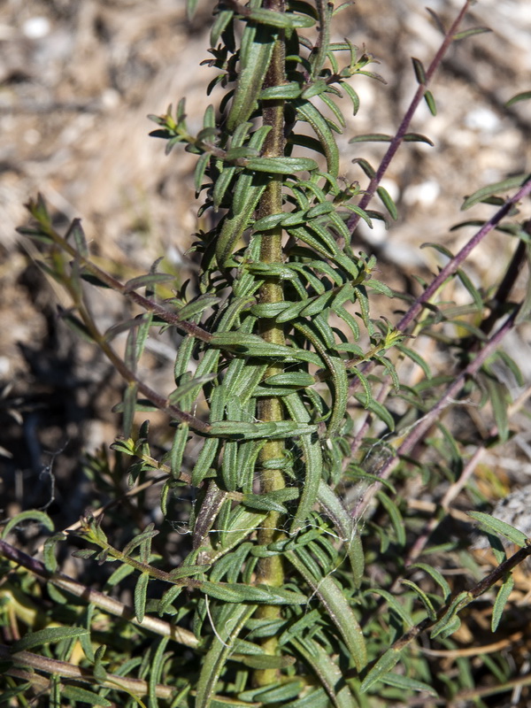 Odontites bolligeri.03