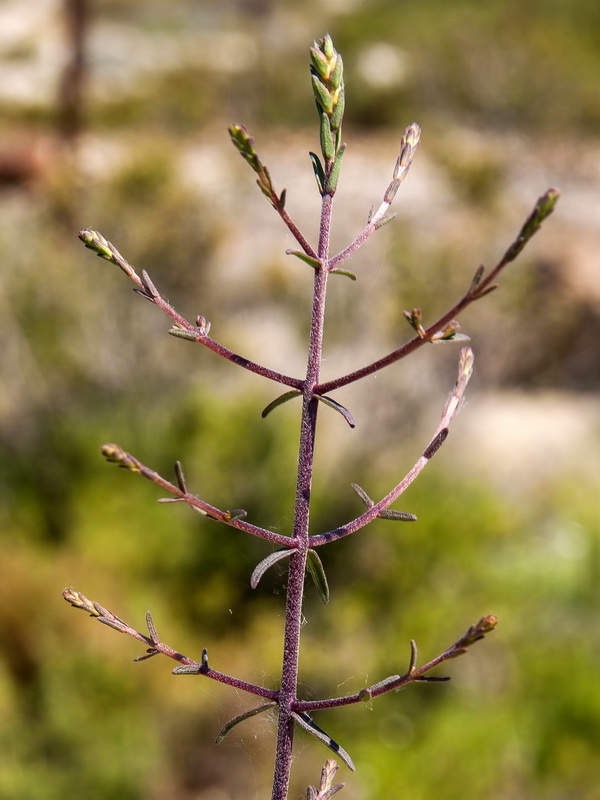 Odontites bolligeri.06
