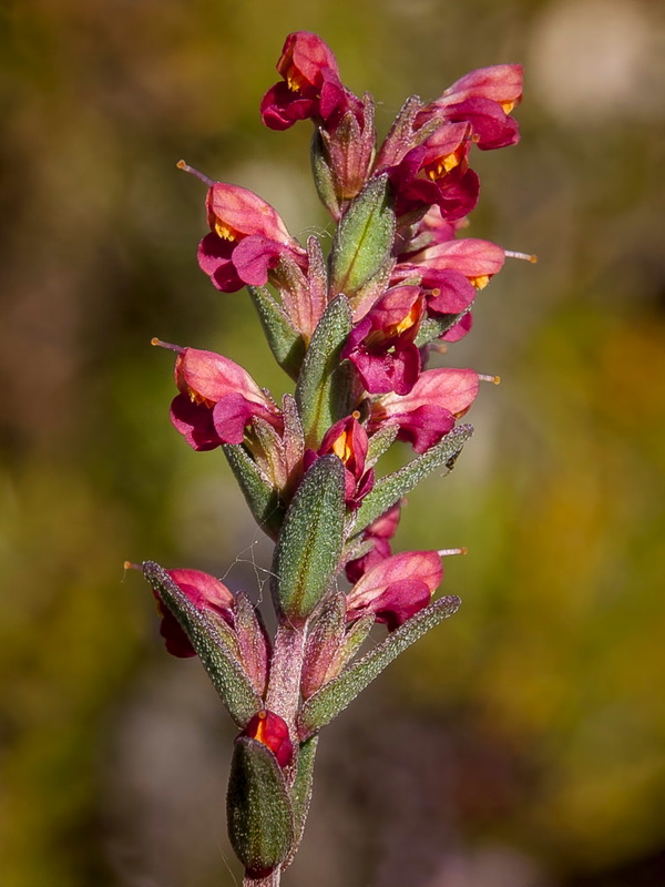 Odontites bolligeri.08