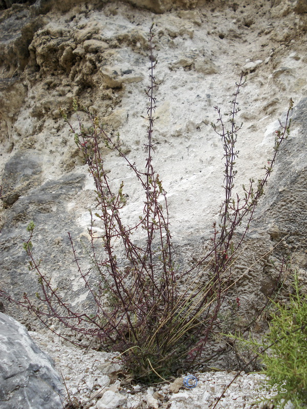 Odontites bolligeri.10