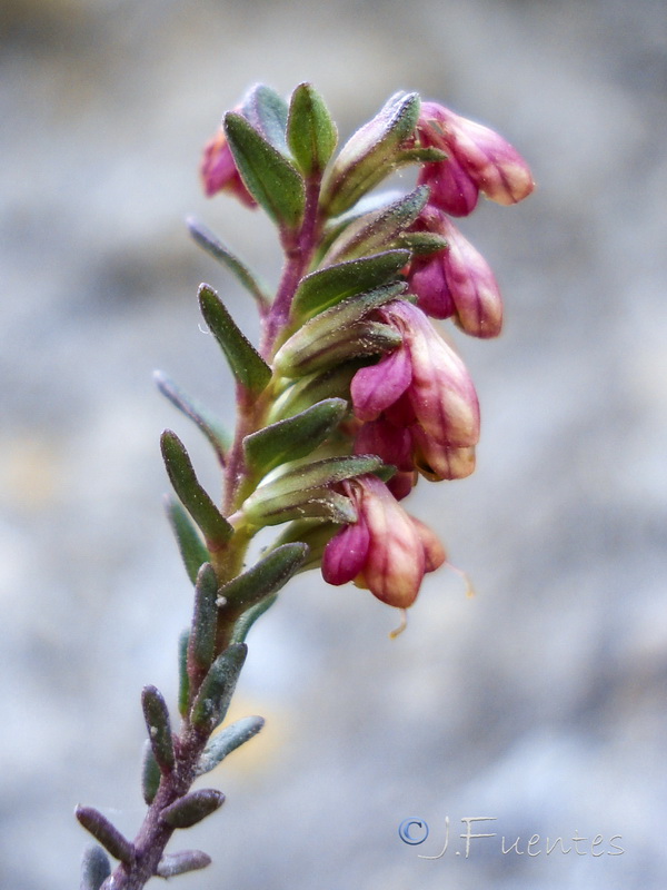 Odontites bolligeri.17
