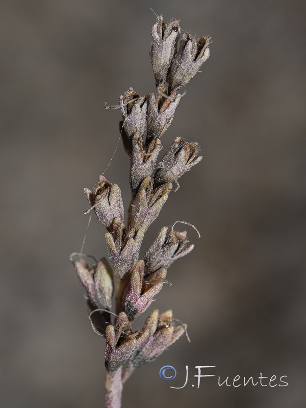 Odontites bolligeri.41