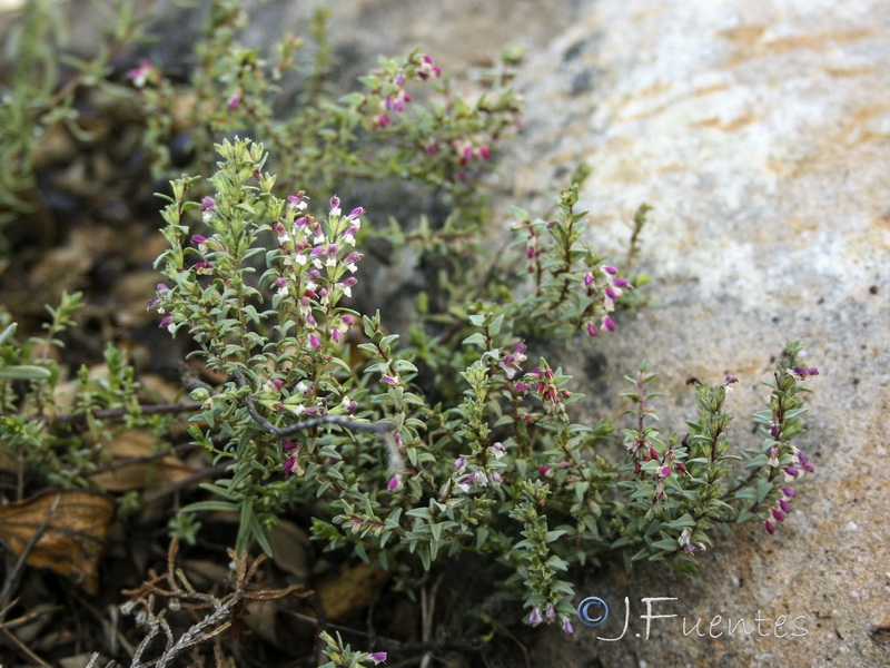 Odontites foliosus.01