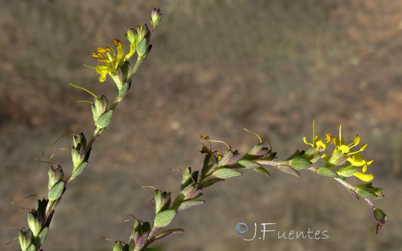 Odontites luteus.09