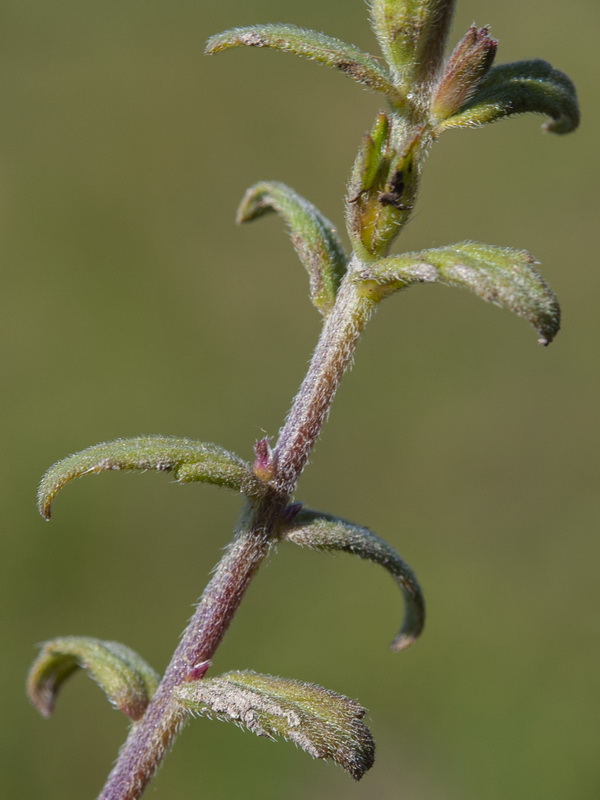 Odontites vernus.03