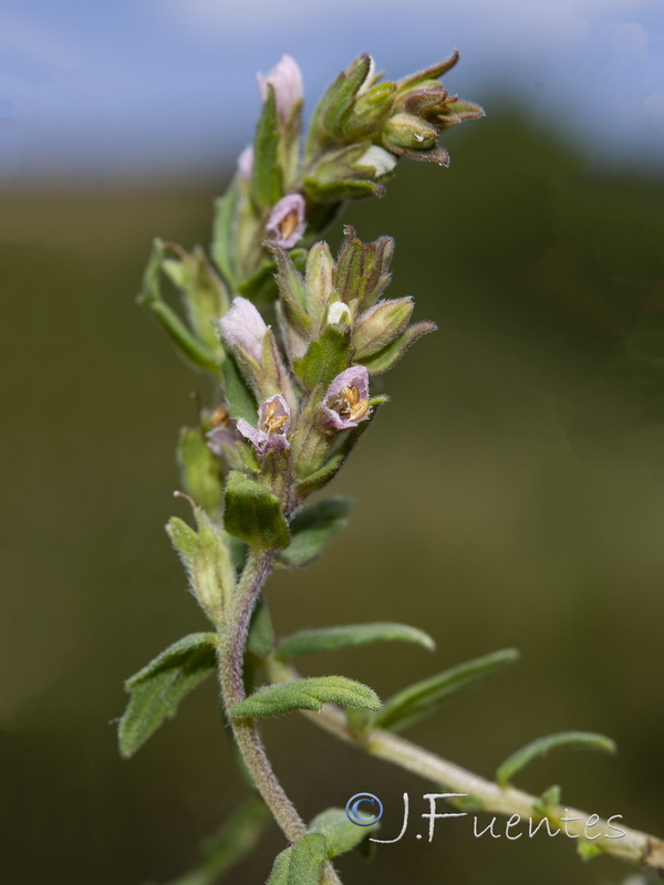 Odontites vernus.24