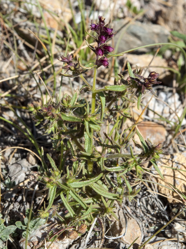 Odontites viscossus granatensis.01