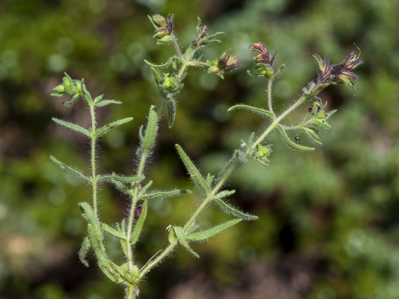 Odontites viscossus granatensis.07