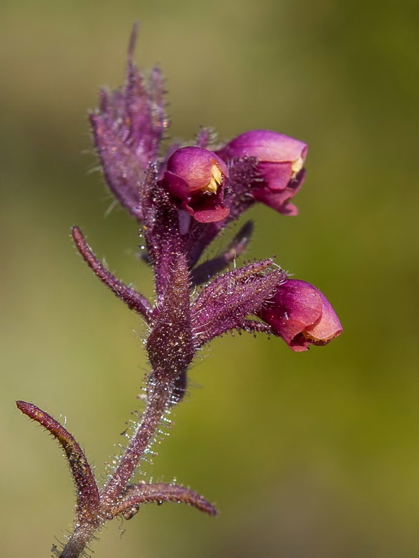 Odontites viscossus granatensis.13