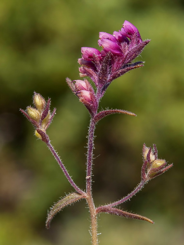 Odontites viscossus granatensis.15