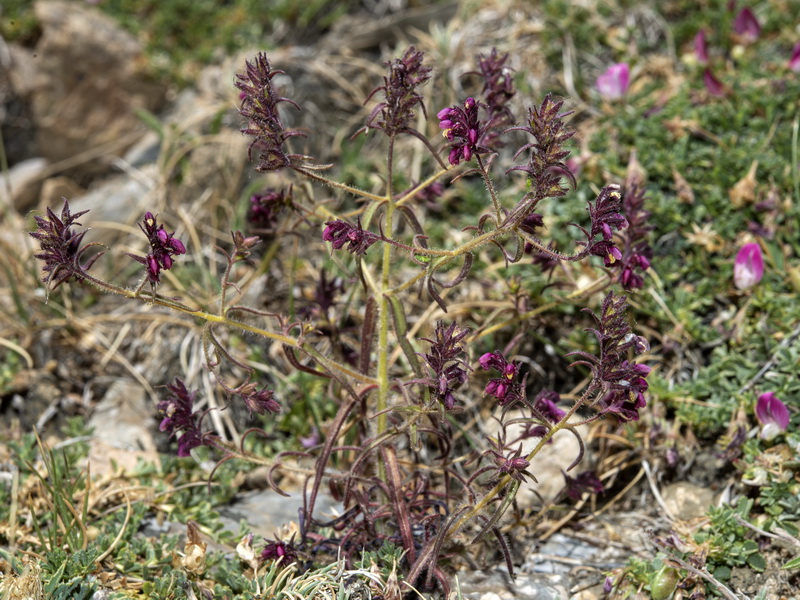 Odontites viscossus granatensis.39