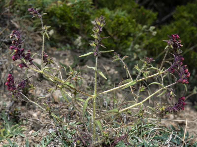 Odontites viscossus granatensis.42