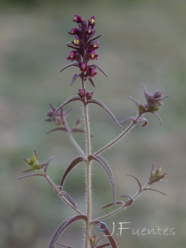 Odontites viscossus granatensis.47