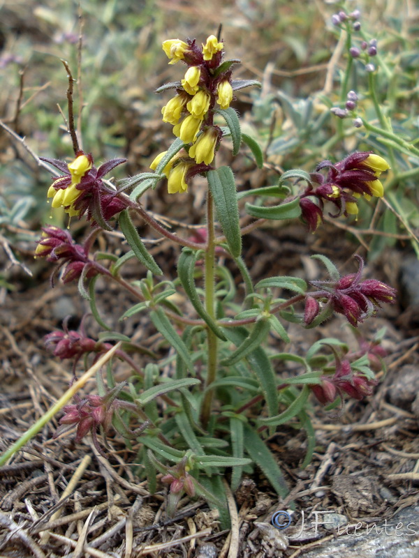 Odontites viscosus granatensis 2.02