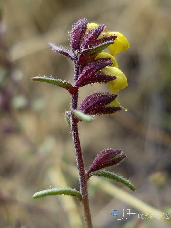 Odontites viscosus granatensis 2.06