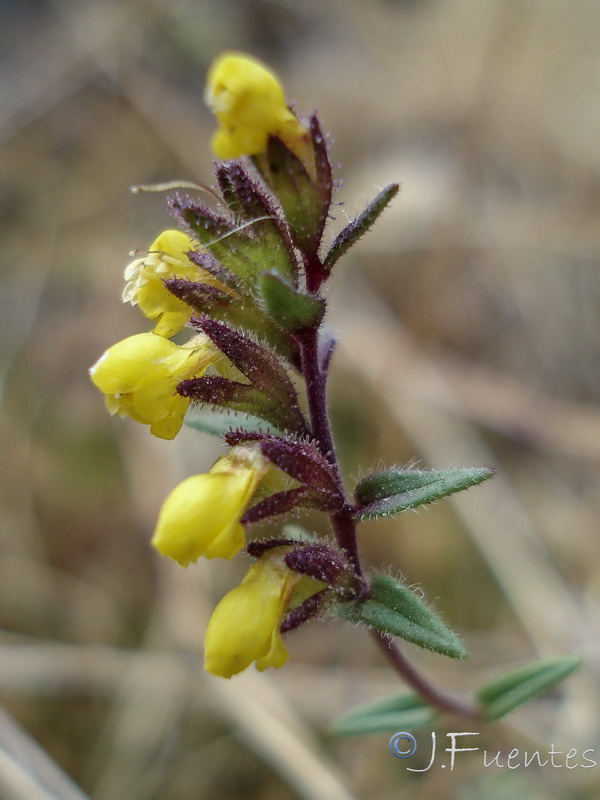 Odontites viscosus granatensis 2.07