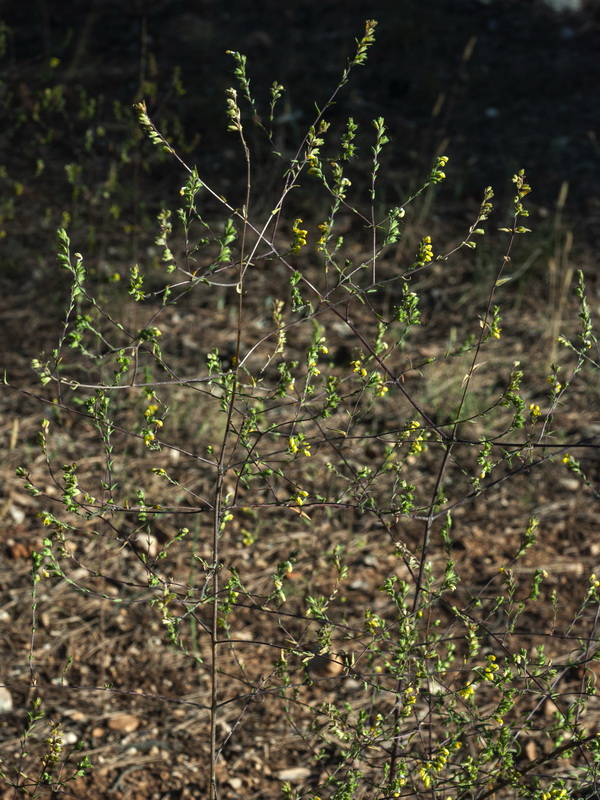 Odontites viscosus australis.06