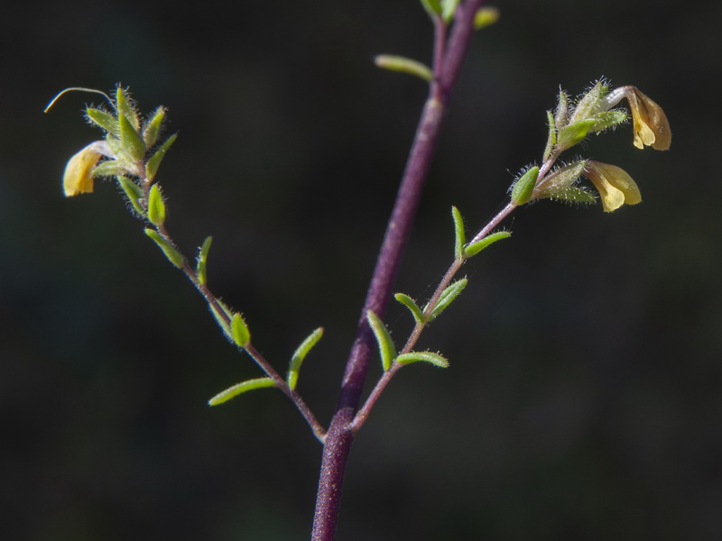 Odontites viscosus australis.09