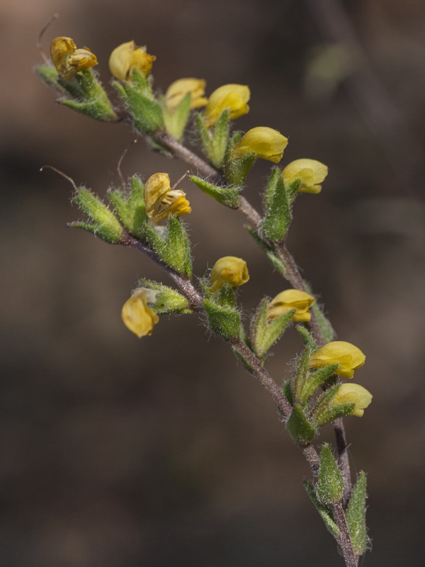 Odontites viscosus australis.12