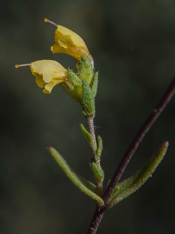 Odontites viscosus australis.13