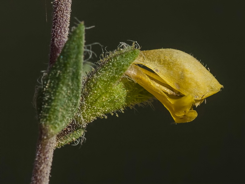 Odontites viscosus australis.16