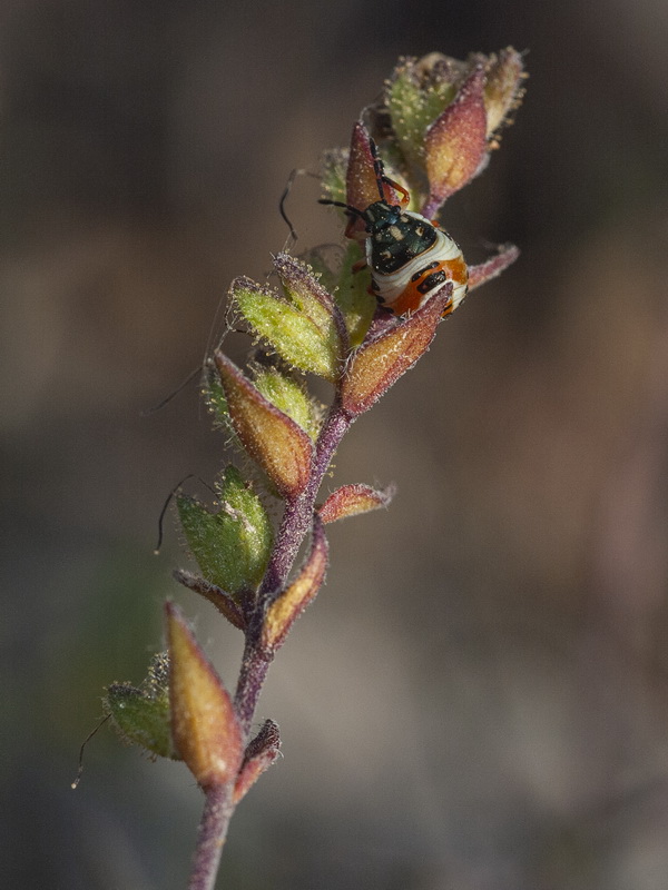 Odontites viscosus australis.19