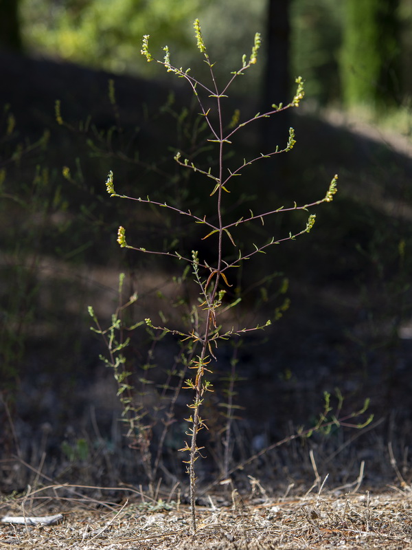 Odontites viscosus australis.01