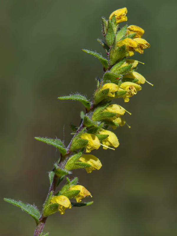 Odontites viscosus australis.30