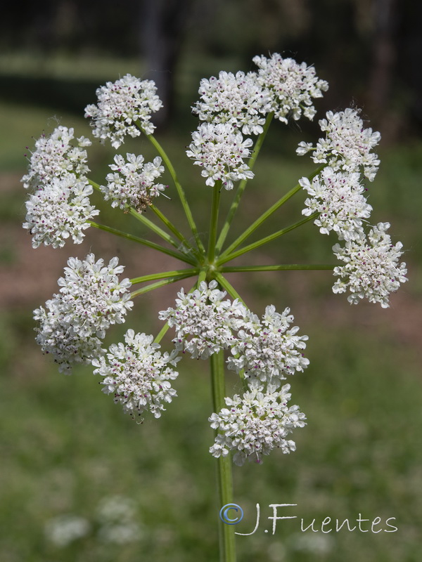 Oenanthe crocata.04