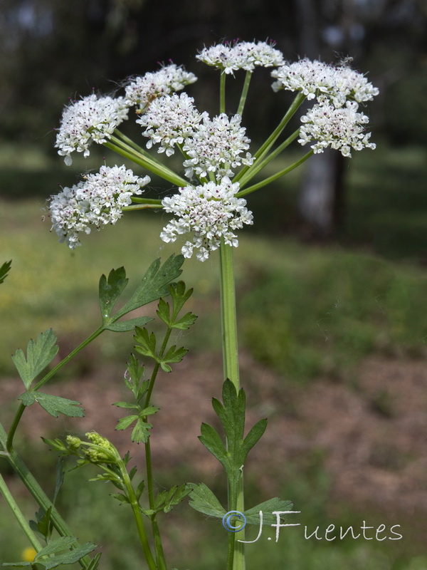 Oenanthe crocata.05