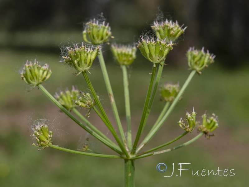 Oenanthe crocata.07