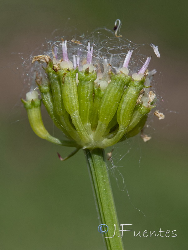 Oenanthe crocata.08