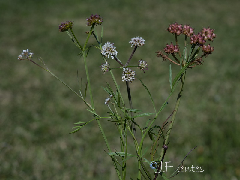 Oenanthe globulosa.01