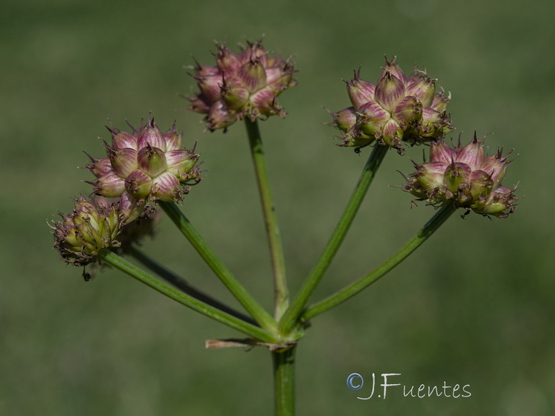 Oenanthe globulosa.02