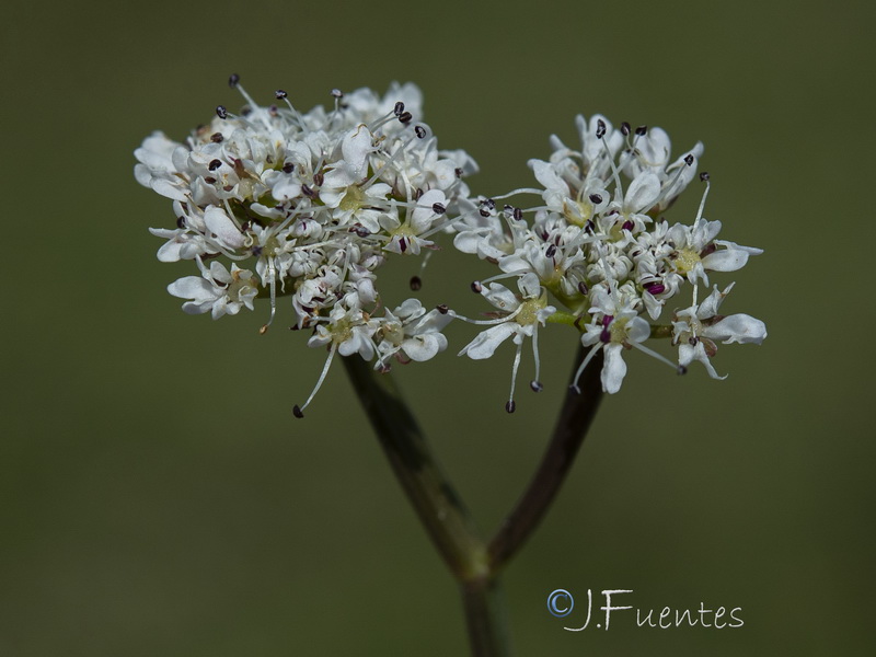 Oenanthe globulosa.03