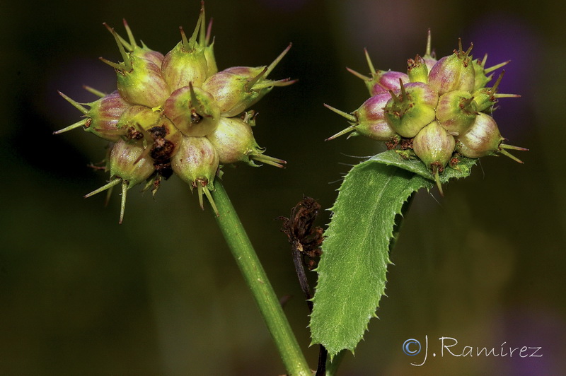 Oenanthe globulosa.06