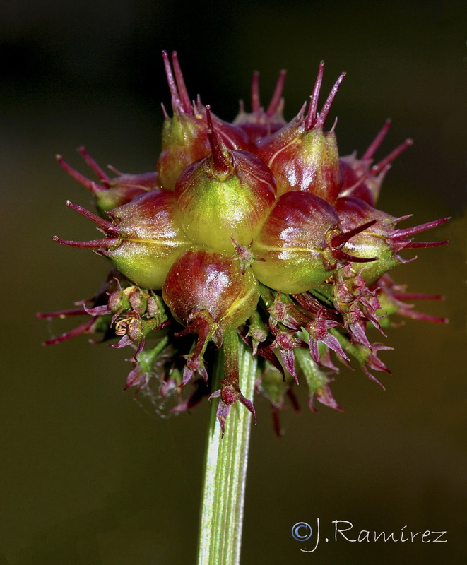 Oenanthe globulosa.07
