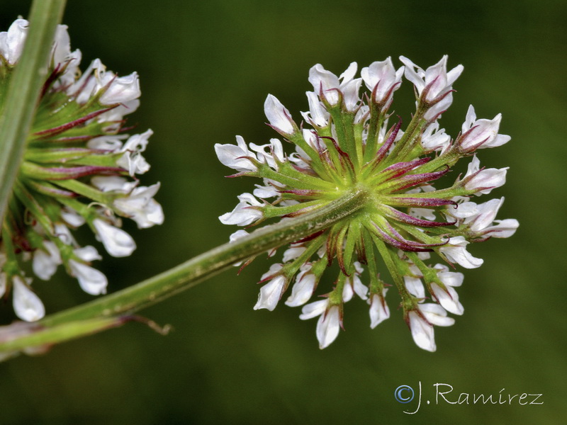 Oenanthe globulosa.10