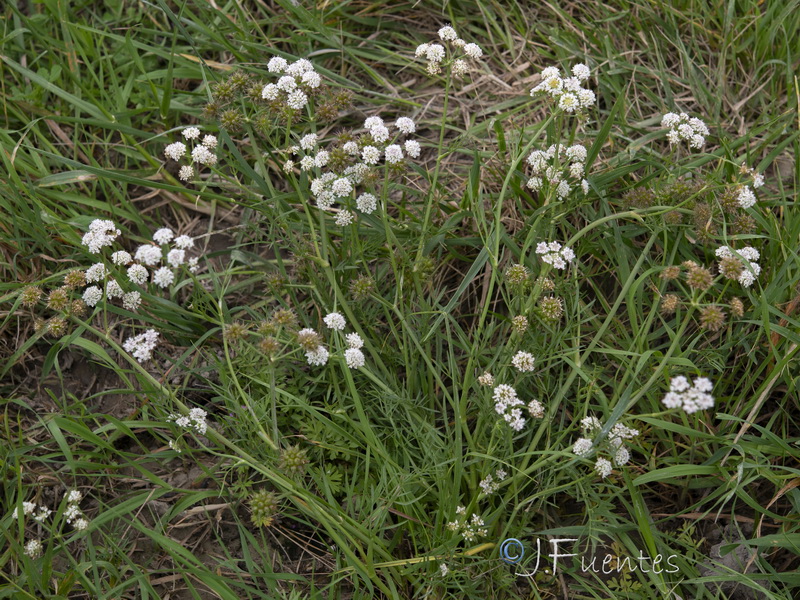 Oenanthe globulosa.11