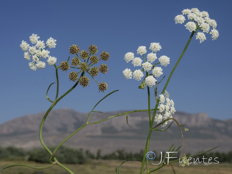 Oenanthe lachenalii.01