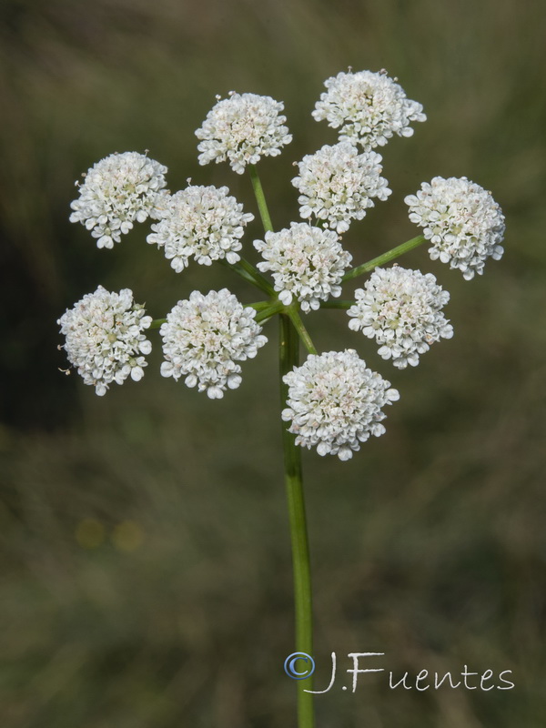 Oenanthe lachenalii.04