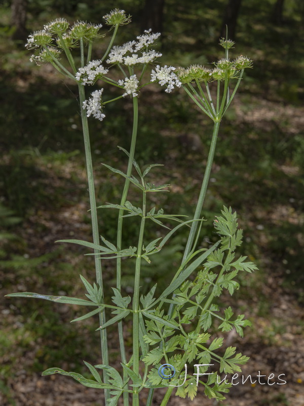 Oenanthe pimpinelloides.02