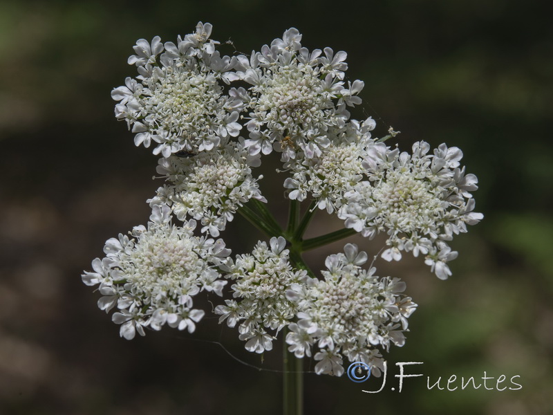 Oenanthe pimpinelloides.03