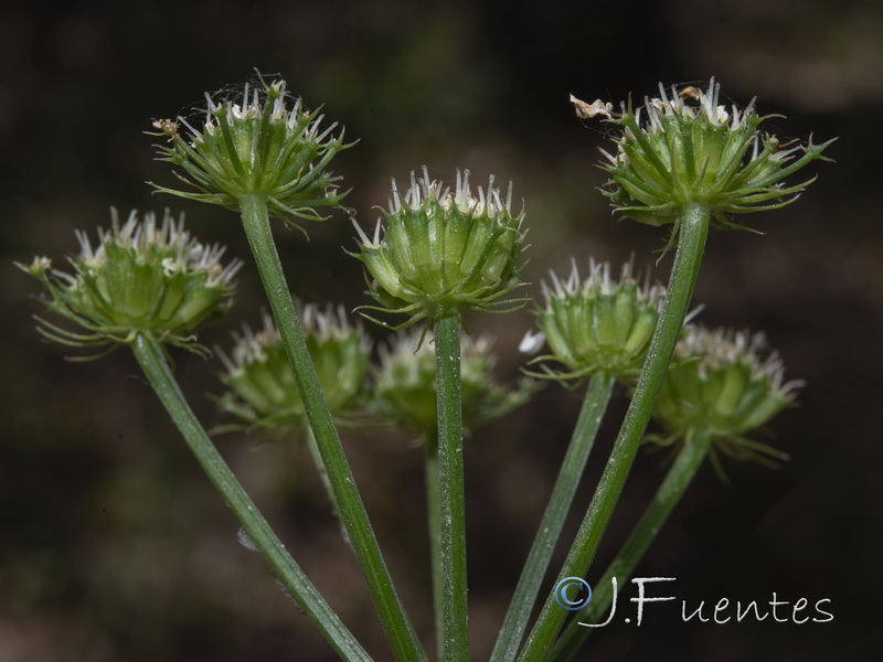 Oenanthe pimpinelloides.04