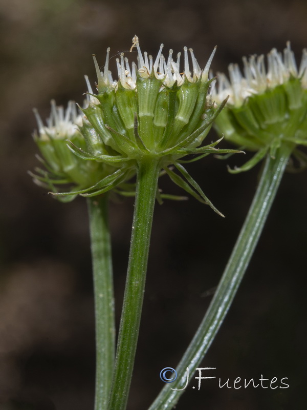 Oenanthe pimpinelloides.05