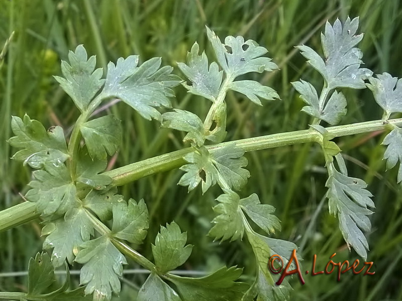 Oenanthe pimpinelloides.06