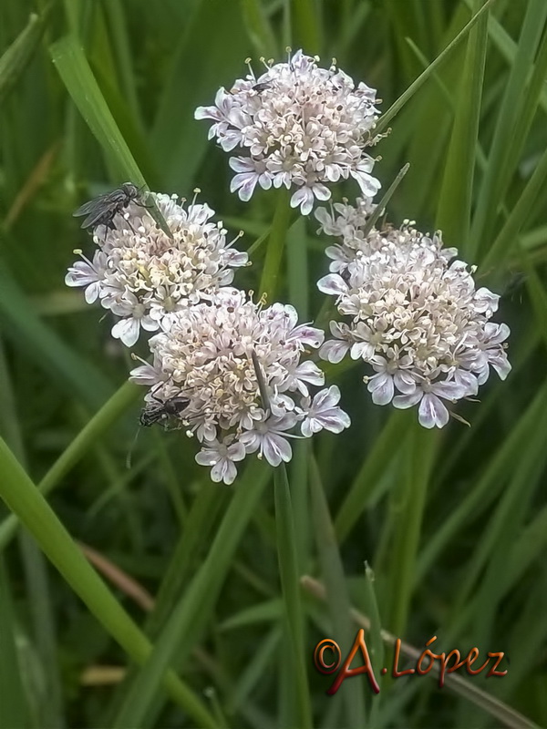 Oenanthe pimpinelloides.13