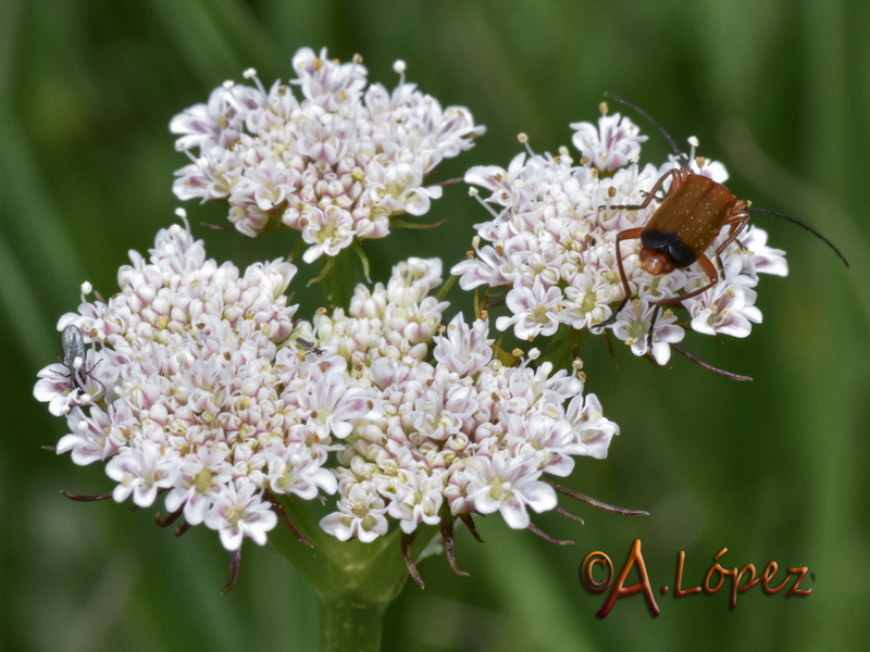 Oenanthe pimpinelloides.15