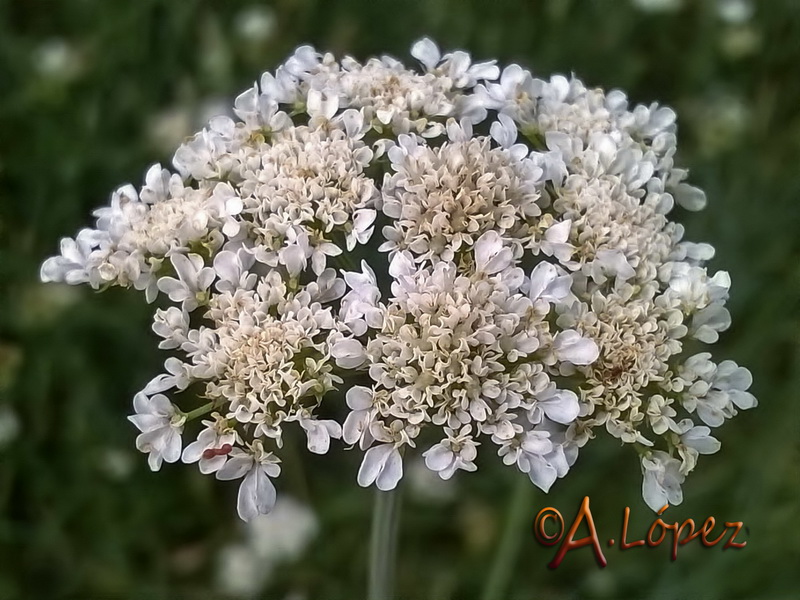 Oenanthe pimpinelloides.16