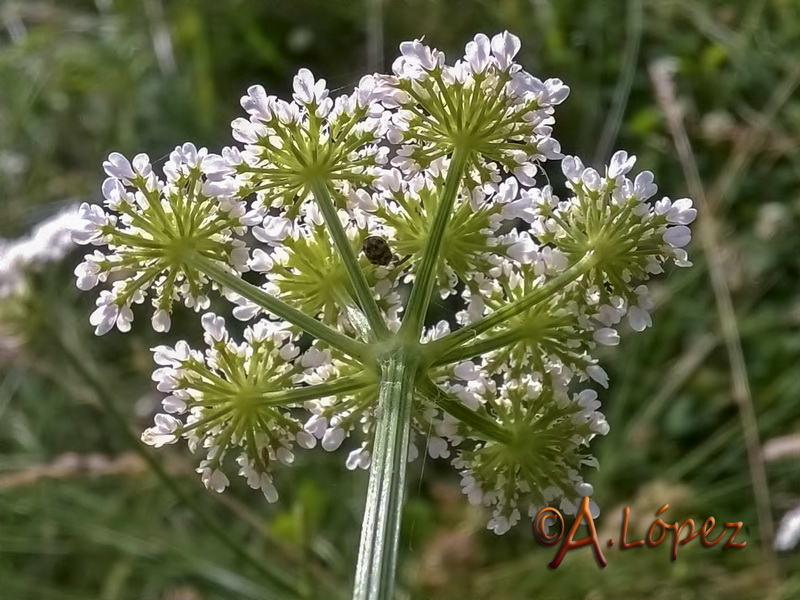 Oenanthe pimpinelloides.18